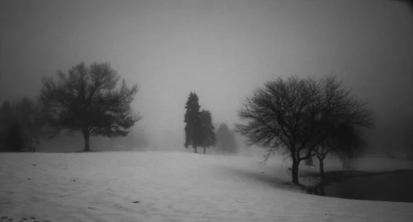 Paysage Hivernal Avec Des Arbres Sans Feuilles Sur Rive Lac — Photo