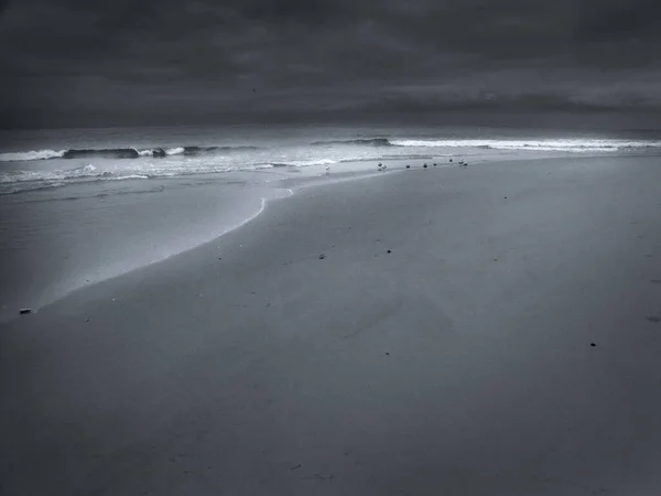 모래사장에 갈매기 — 스톡 사진