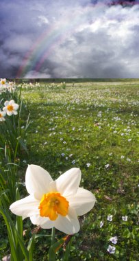 Narcissus alanı. Ufuktaki dağlar ve bulutlu gökyüzü.