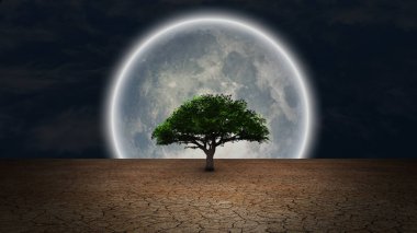 Sürrealizm. Kurak topraklarda yeşil ağaç. Gece gökyüzünde dolunay.
