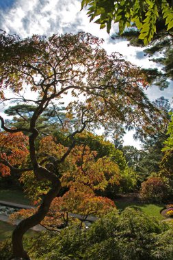 Parkta sonbahar ağaçları.