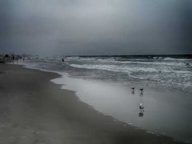 Kumlu okyanus kıyısındaki martılar. Uzakta bir köy