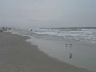 Kumlu okyanus kıyısındaki martılar. Uzakta bir köy