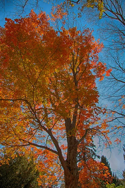 Прекрасне Осіннє Кленове Дерево — стокове фото