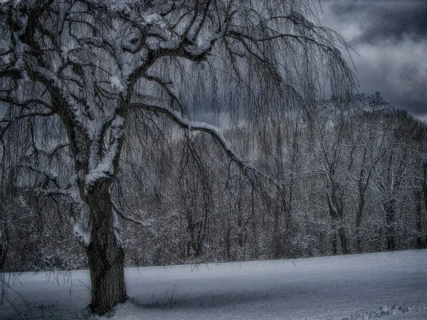 Trees Snow Winter Park — Stock Photo, Image