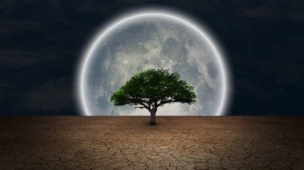 超现实主义 干旱土地上的绿树 夜空中的满月 — 图库照片