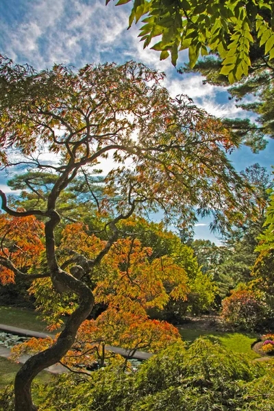 Podzimní Park Živé Barvy Přírody — Stock fotografie