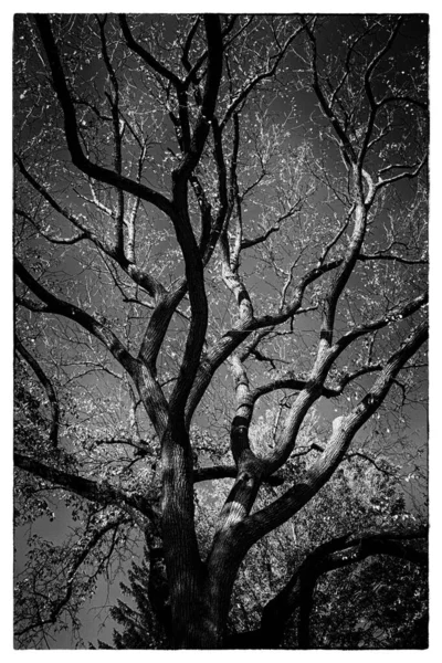 Чорно Біле Фото Дерева — стокове фото