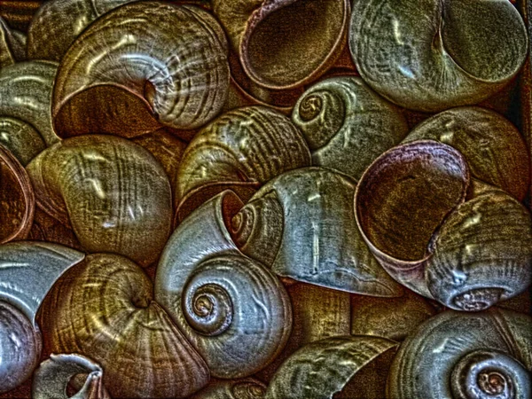 Bunch Colorful Moon Shells — Stock Photo, Image