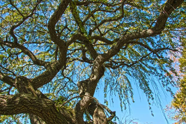 Vista Para Coroa Árvore Céu Azul — Fotografia de Stock