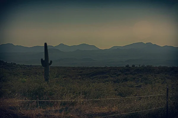 Kaktus Pustynnym Krajobrazie Góry Horyzoncie — Zdjęcie stockowe