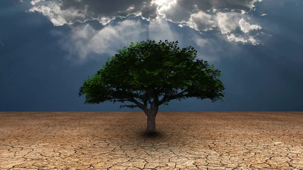 Сюрреалізм Зелене Дерево Посушливій Землі Світлові Промені Проходять Крізь Хмари — стокове фото