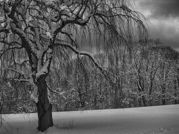 冬季公园里有雪的树 — 图库照片