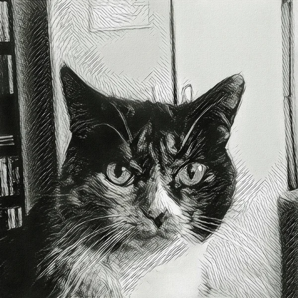 Moderne Kunst Kat Met Serieuze Blik — Stockfoto