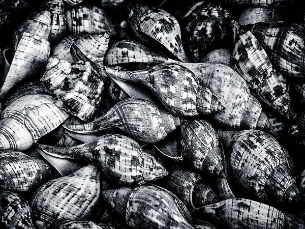 Manojo Conchas Cerith — Foto de Stock