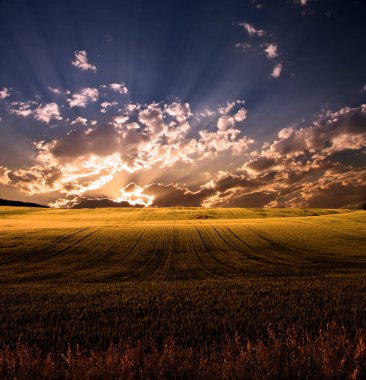 Sahada gün doğumu. 3B görüntüleme