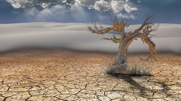 Dead Tree Desert — Stock Photo, Image