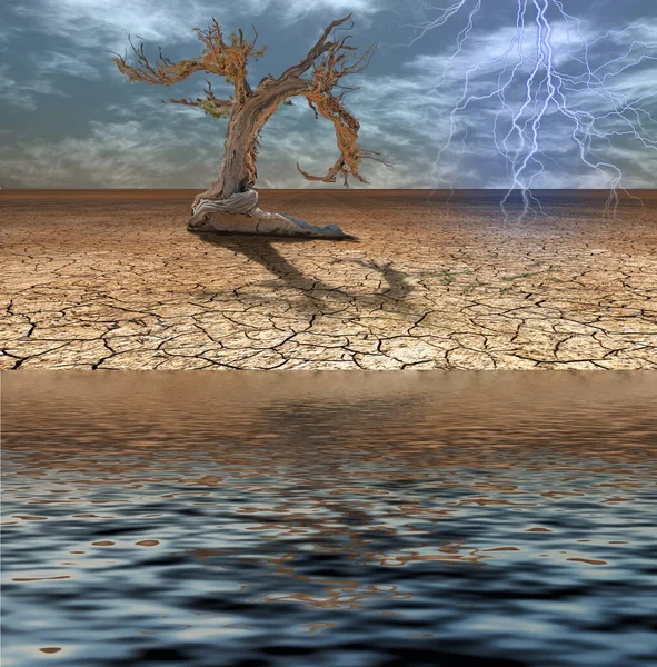 Κατακλυσμός Ερήμου Και Παλιό Δέντρο — Φωτογραφία Αρχείου
