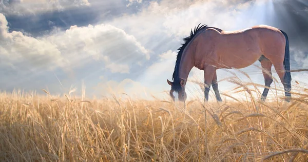 Pâturage Chevaux Dans Les Champs Rendu — Photo