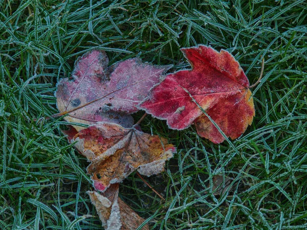 Gel Sur Les Feuilles Érable Herbe — Photo