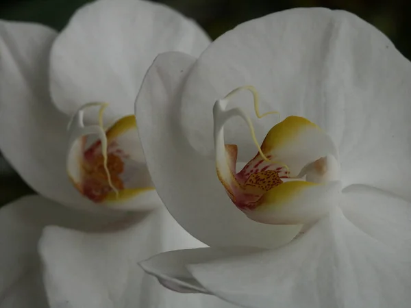 Orquídeas Blancas Vista Cerca — Foto de Stock