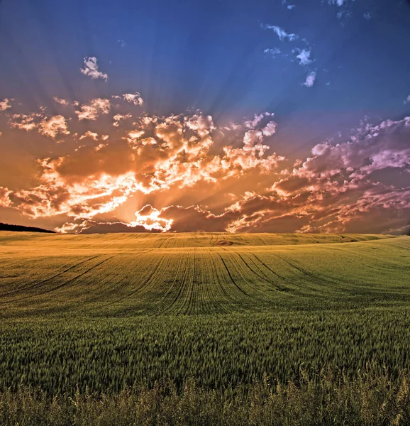 Puesta Sol Sobre Campo Renderizado —  Fotos de Stock