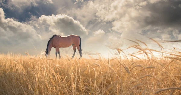 Horse Grazing Field Rendering — Stock Photo, Image