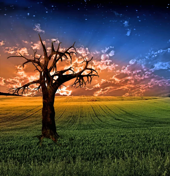 Surrealistické Sunset Field Vykreslování — Stock fotografie
