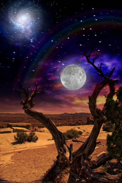 Desert Tree Horizon Rainbow — Stock Photo, Image