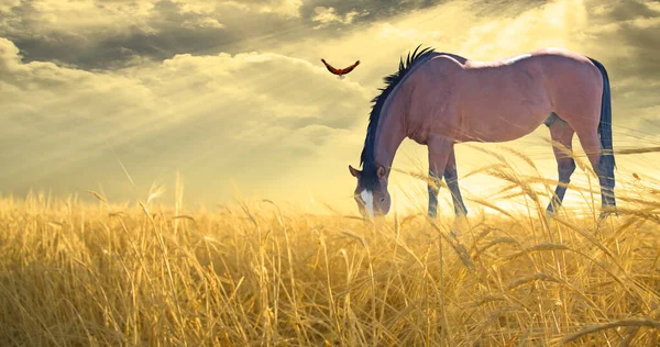 Pâturage Chevaux Dans Les Champs Rendu — Photo