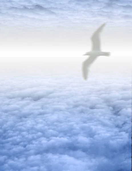 Vogel Bewölkten Himmel Rendering — Stockfoto