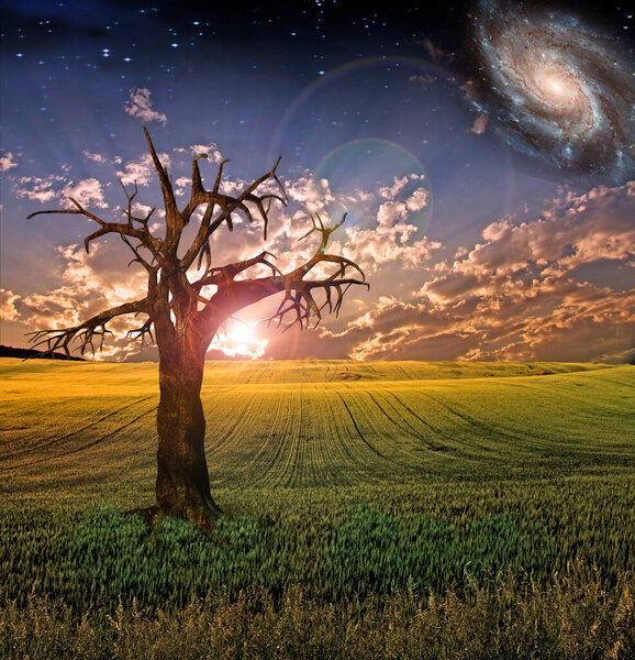 Surreal Sunset Field. 3D rendering
