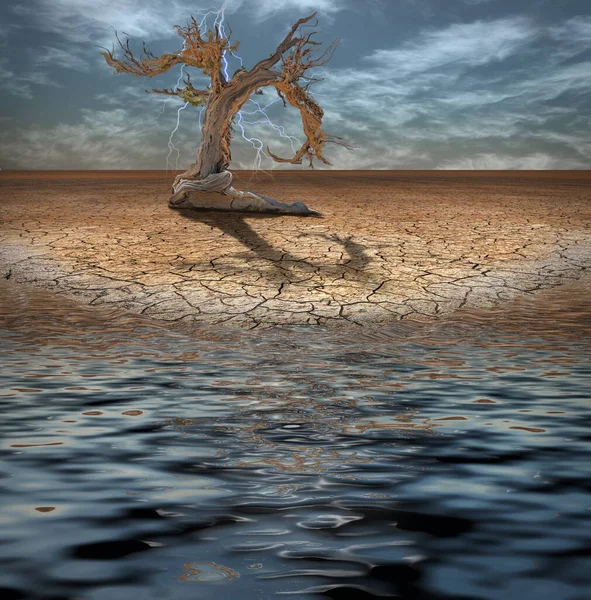Wüstenflut Und Alter Baum — Stockfoto