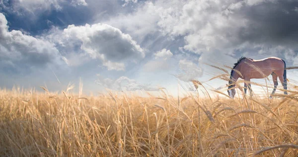 Horse Grazing Field Rendering — Stock Photo, Image