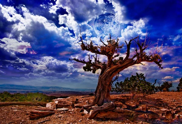 Wüstenlandschaft Und Alter Baum Rendering — Stockfoto