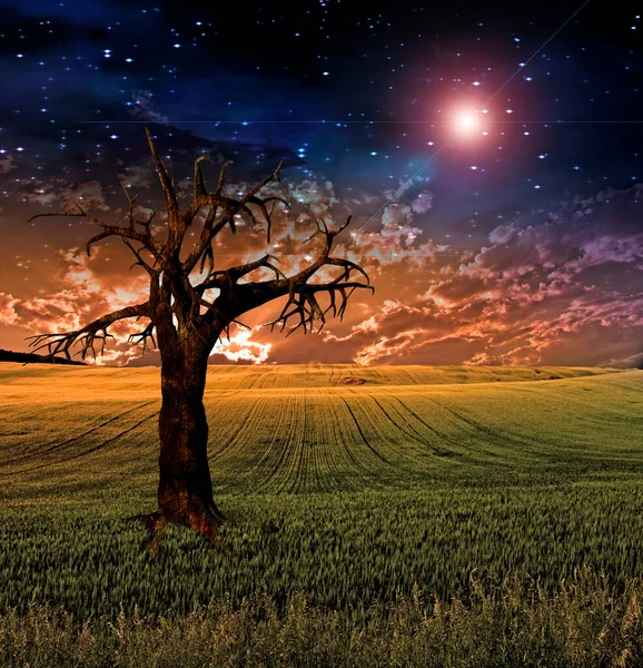 Surreal Sunset Field Rendering — Foto Stock