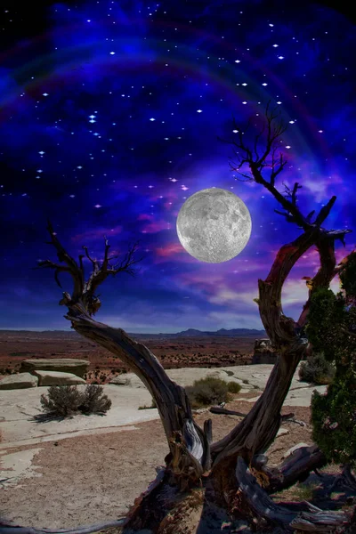 Desert Tree Horizon Rainbow — Stock Photo, Image