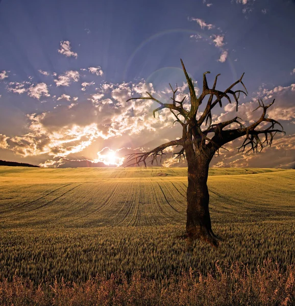 Surreal Sunset Field Rendering — Foto Stock