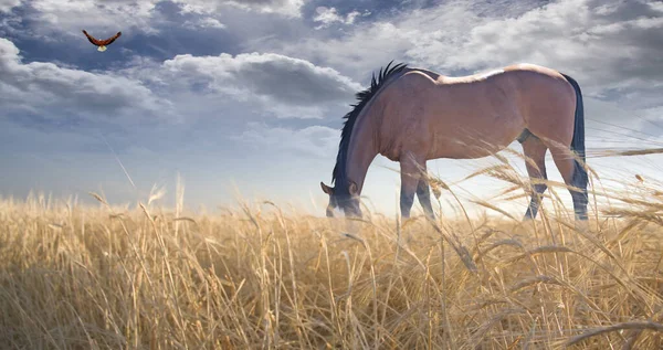 Pâturage Chevaux Dans Les Champs Rendu — Photo