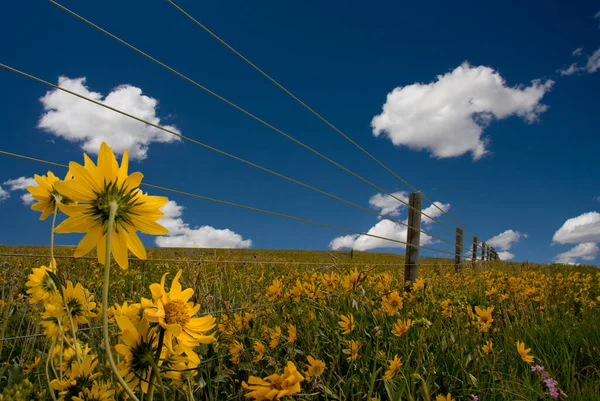 Flores Amarelas Campo Renderização — Fotografia de Stock