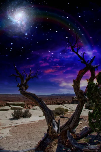 Desert Tree Horizon Rainbow — Stock Photo, Image
