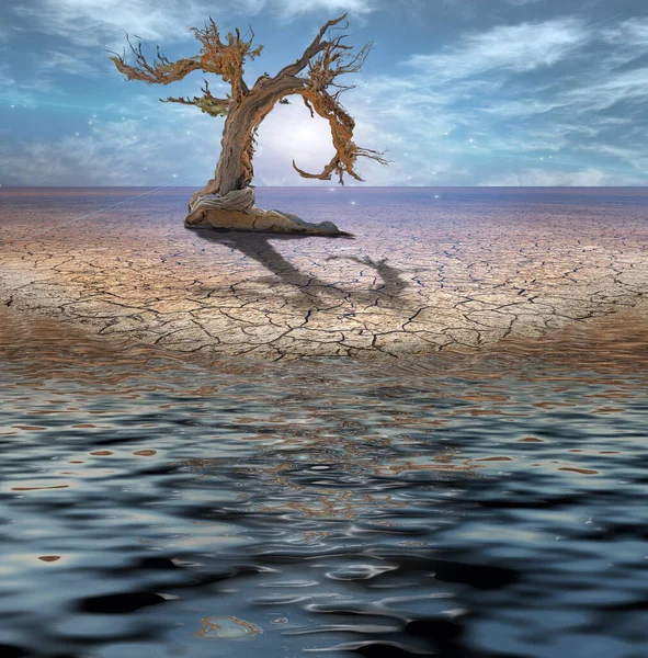 Öken Flood Och Träd — Stockfoto