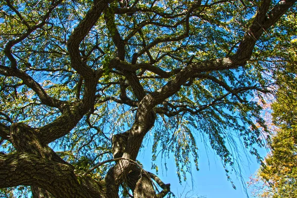 Vista Para Coroa Árvore Céu Azul — Fotografia de Stock