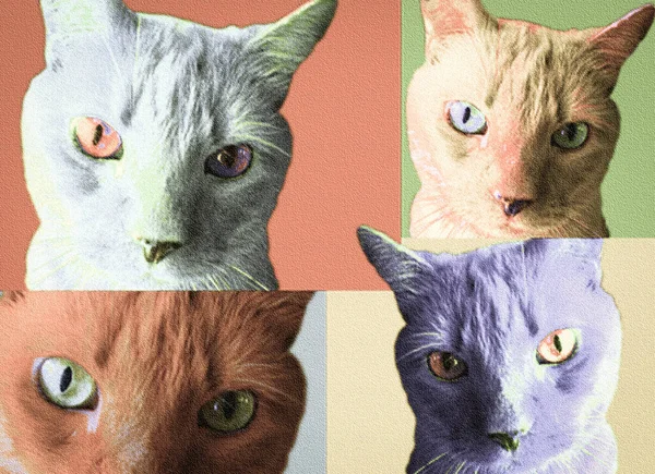 Pop Art Katter Med Konsistens — Stockfoto