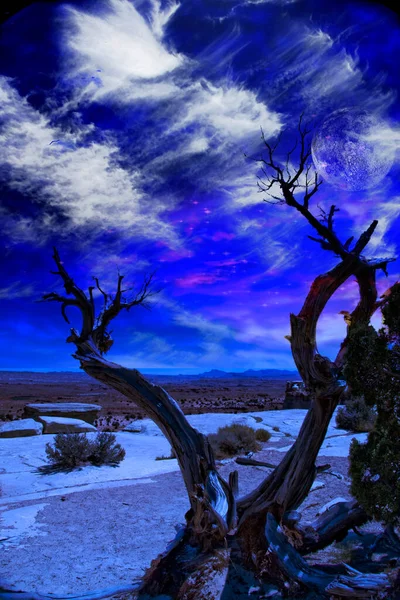 Desert Tree Horizon Rendering — Stock Photo, Image