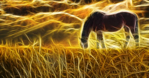 Άλογο Που Βόσκει Βρεγμένη Τομέας Ήλιων — Φωτογραφία Αρχείου
