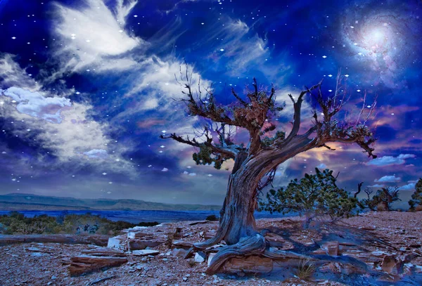 Desert Landscape Old Tree Inglês Renderização — Fotografia de Stock