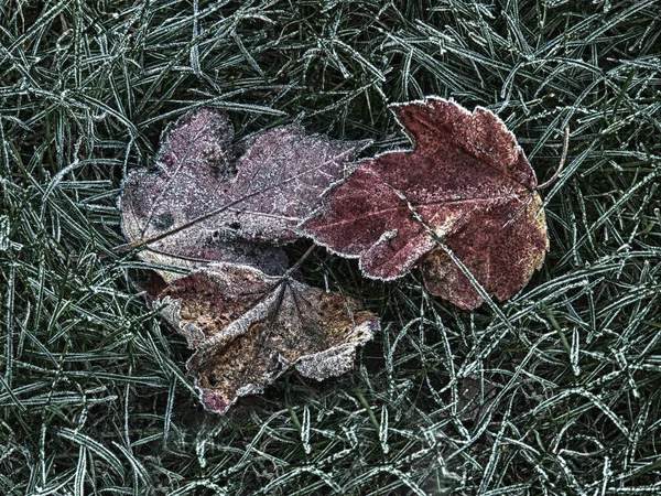 Frost Auf Ahornblättern Und Gras — Stockfoto