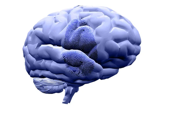 Huella Dedo Cerebro Renderizado — Foto de Stock