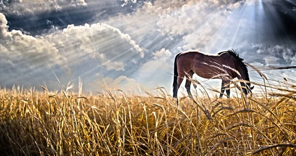 Коні Пасуться Полі Візуалізація — стокове фото
